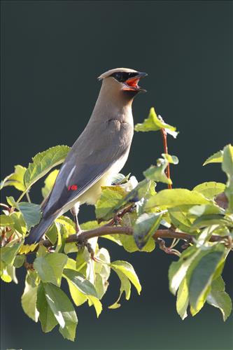 Cedar waxwing in Cuyahoga Valley National Park