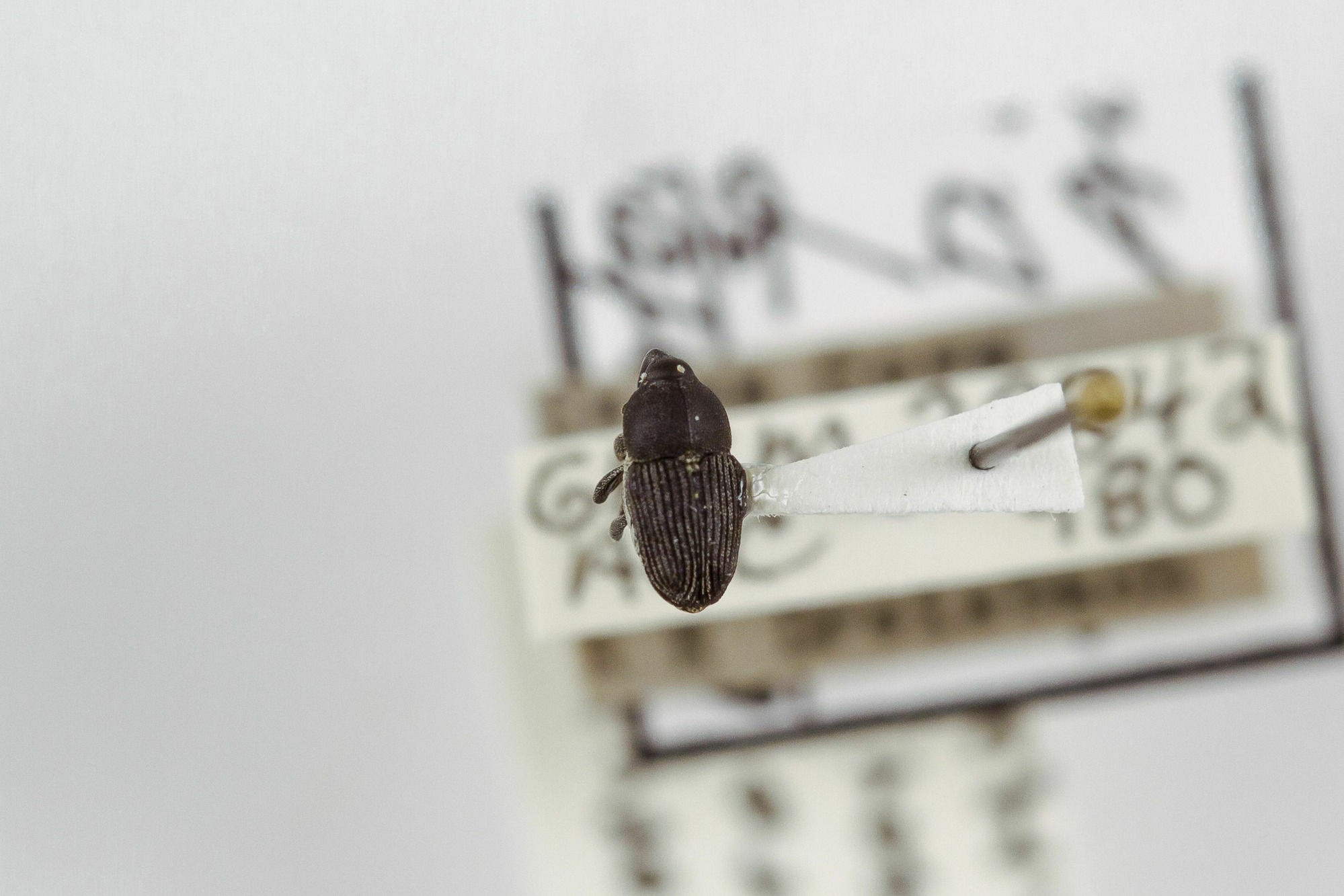 Image of Odontocorynus salebrosus, a species of Animalia