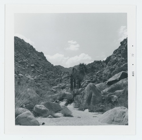 Black and white image of Victory Palms