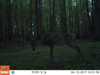 A deer looks into a critter cam, while standing in a forest