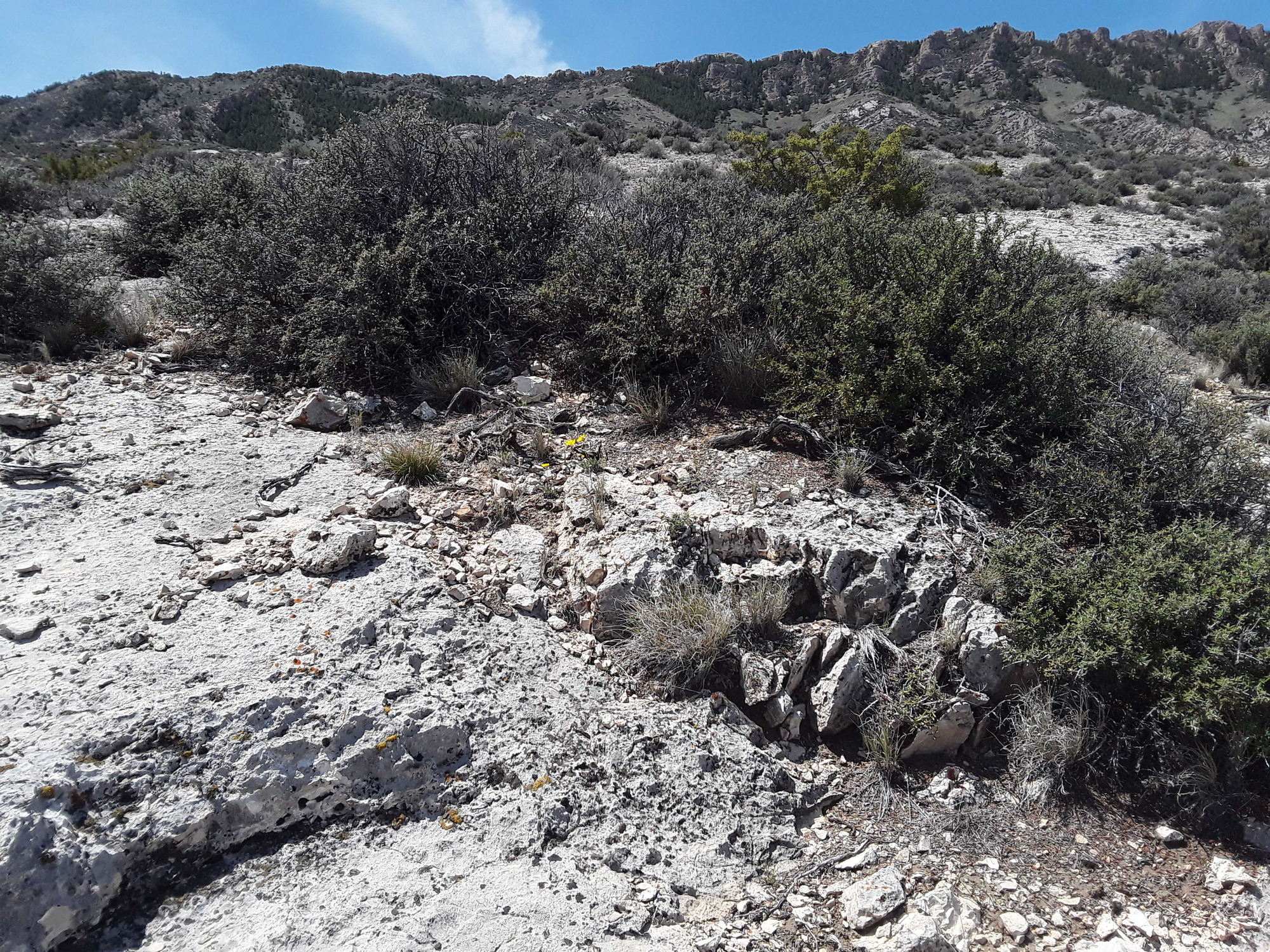 Image of the vegetation and landscape at photo point in Bighorn Canyon NRA 