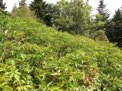 Plot Code: GRSM_AA_0590_4