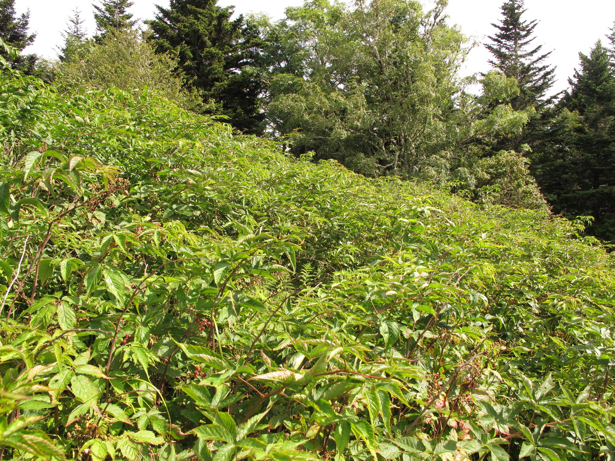 Plot Code: GRSM_AA_0590_4