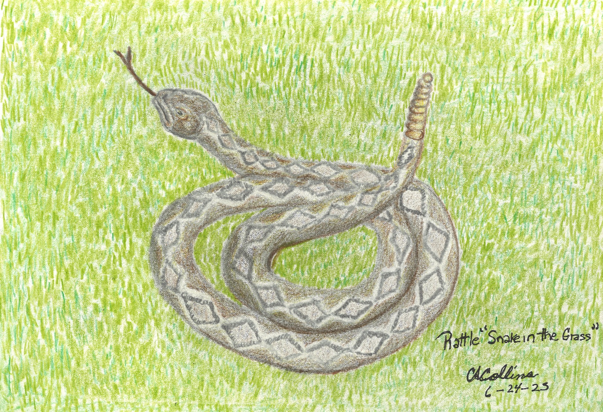 Colored pencil drawing of an Eastern Diamondback Rattlesnake in the grass. The snake is coiled on itself with its rattle in the air and tongue sticking out.