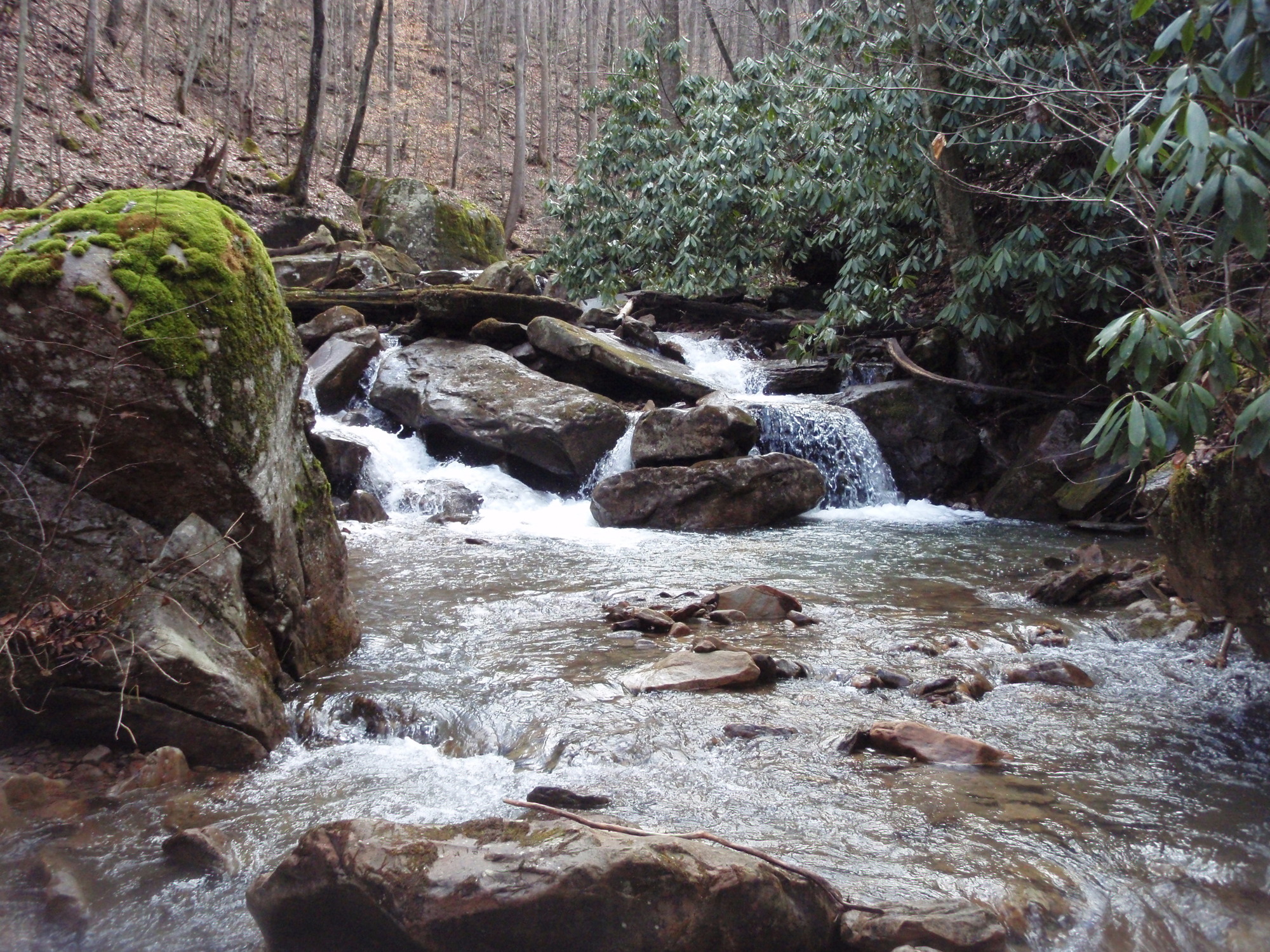 Site visit photo showing the upstream (UP) or downstream (DN) view of a wadeable stream reach taken during benthic macroinvertebrate monitoring at New River Gorge National Park and Preserve.