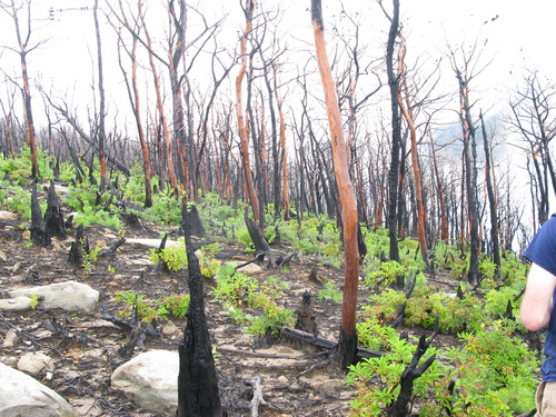 GRSM Accuracy Assessment. Plot Code: GRSM_AA_0857_3