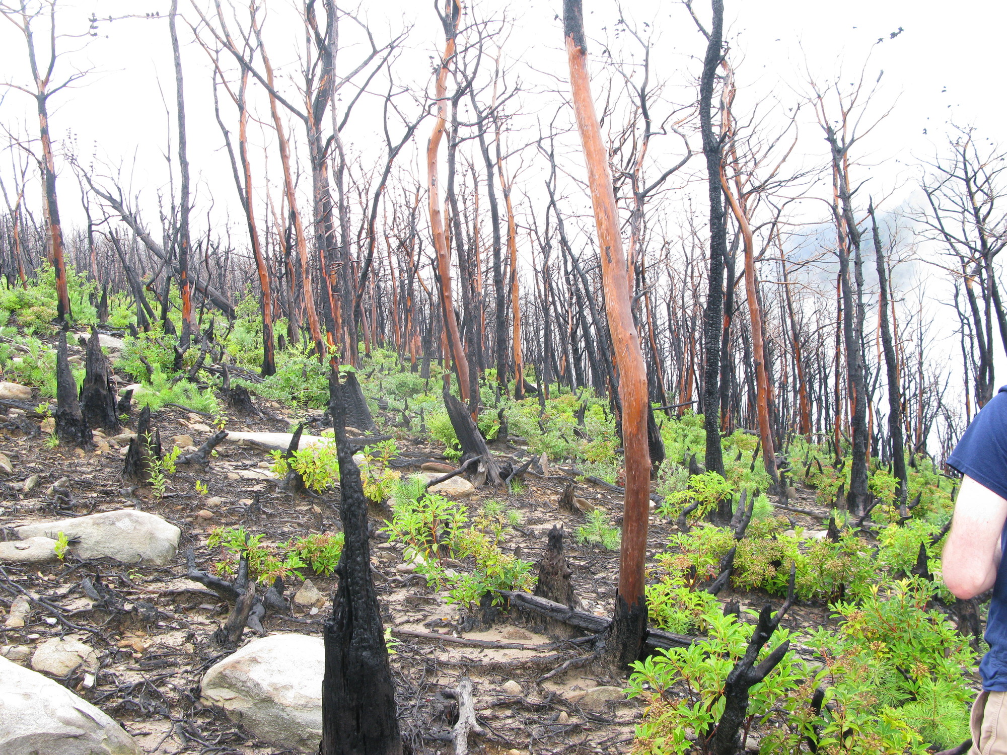 GRSM Accuracy Assessment. Plot Code: GRSM_AA_0857_3