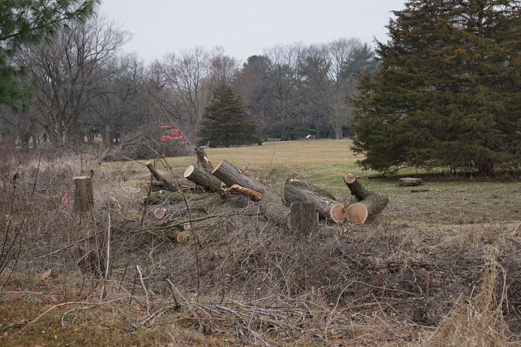 Brush in foreground. Large pine tree to the right. Creek is in far left. Large logs in center.