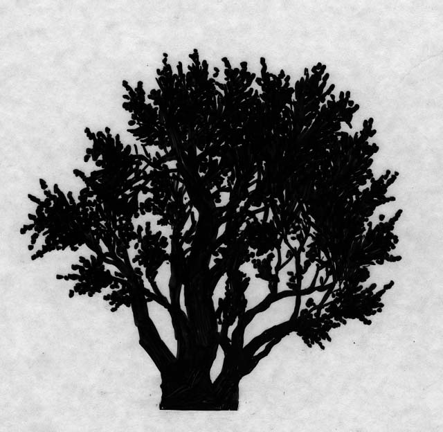 silhouette of Palo Verde