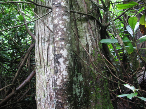 Plot Code: GRSM_AA_0552_3