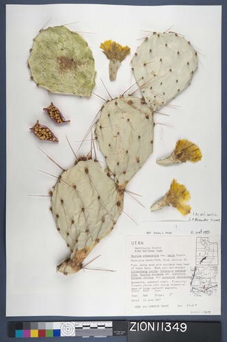 Herbarium Specimen Sheet 11349