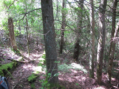 GRSM Accuracy Assessment. Plot Code: GRSM_AA_0377_4