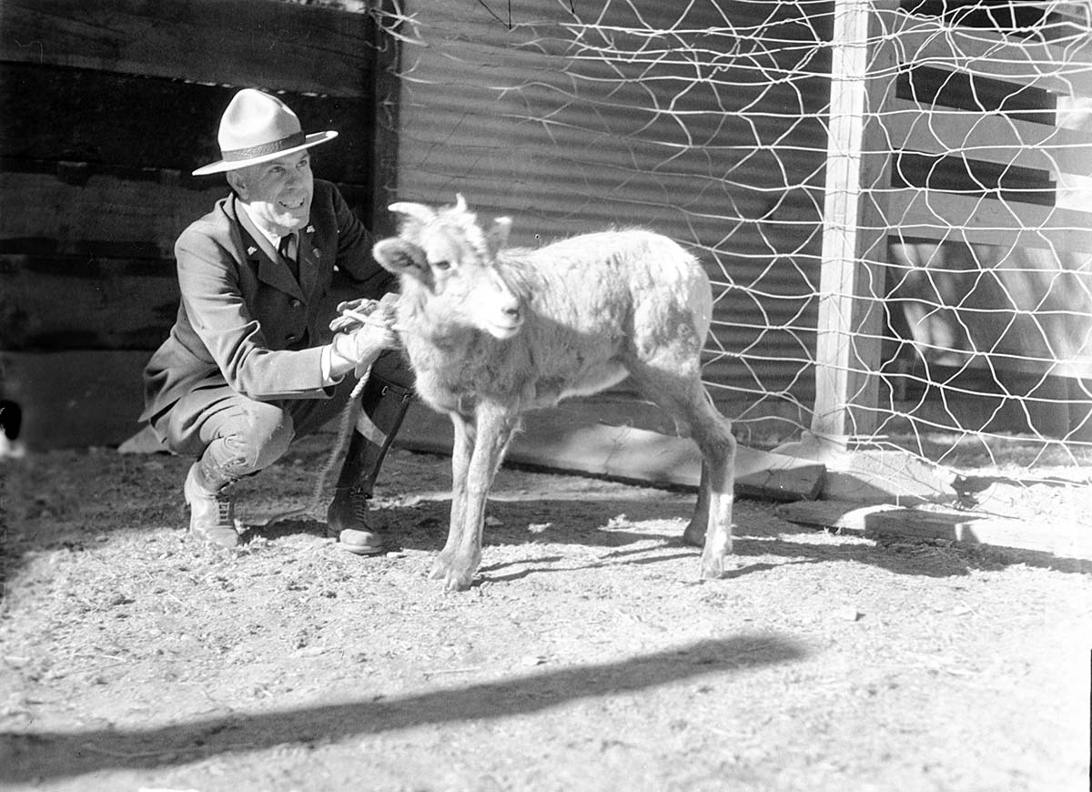 Chief Ranger Donal Jolley with big horn sheep near park headquarters.