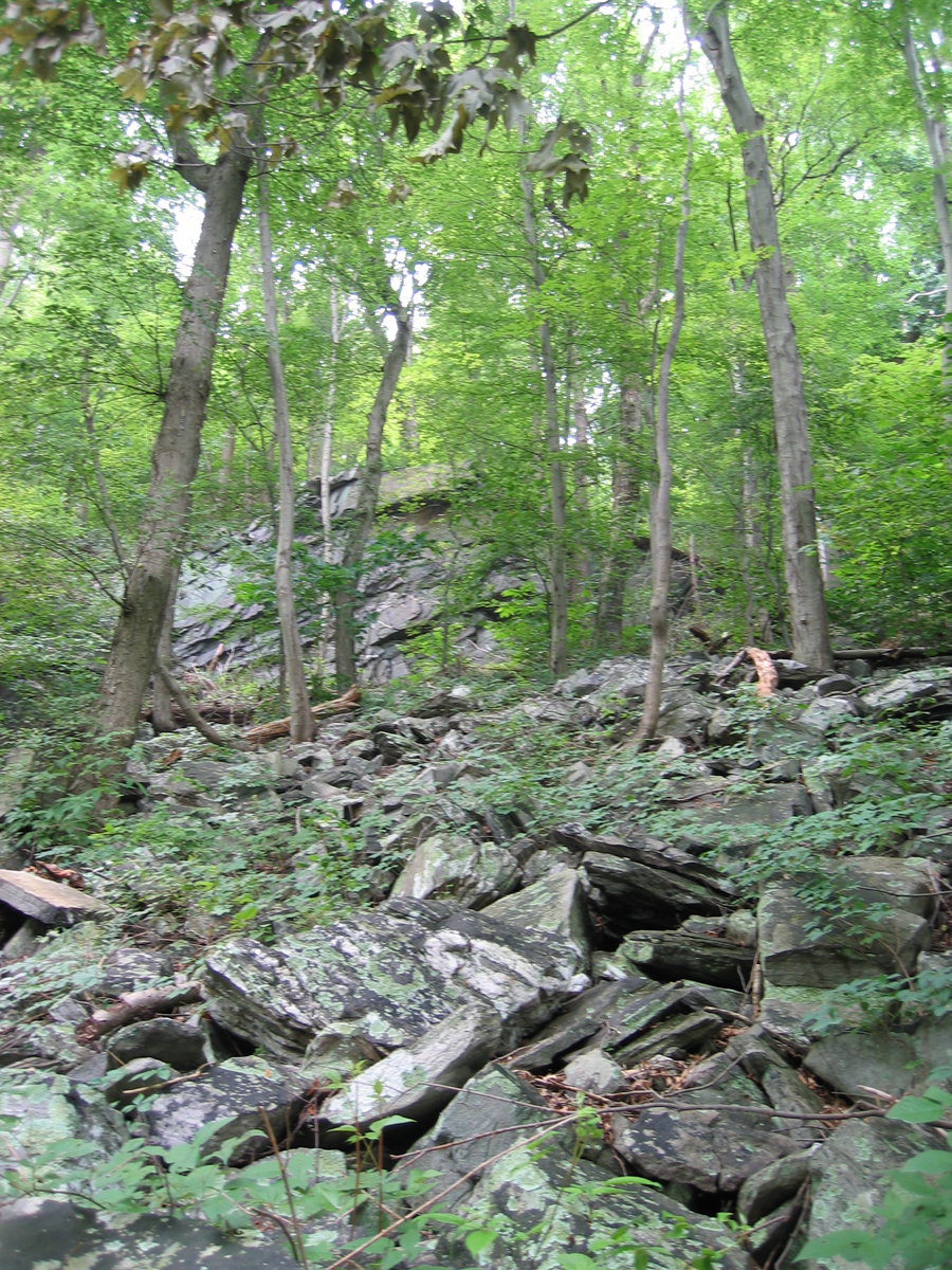 Sweet Birch - Chestnut Oak Talus Woodland at Harpers Ferry NHP