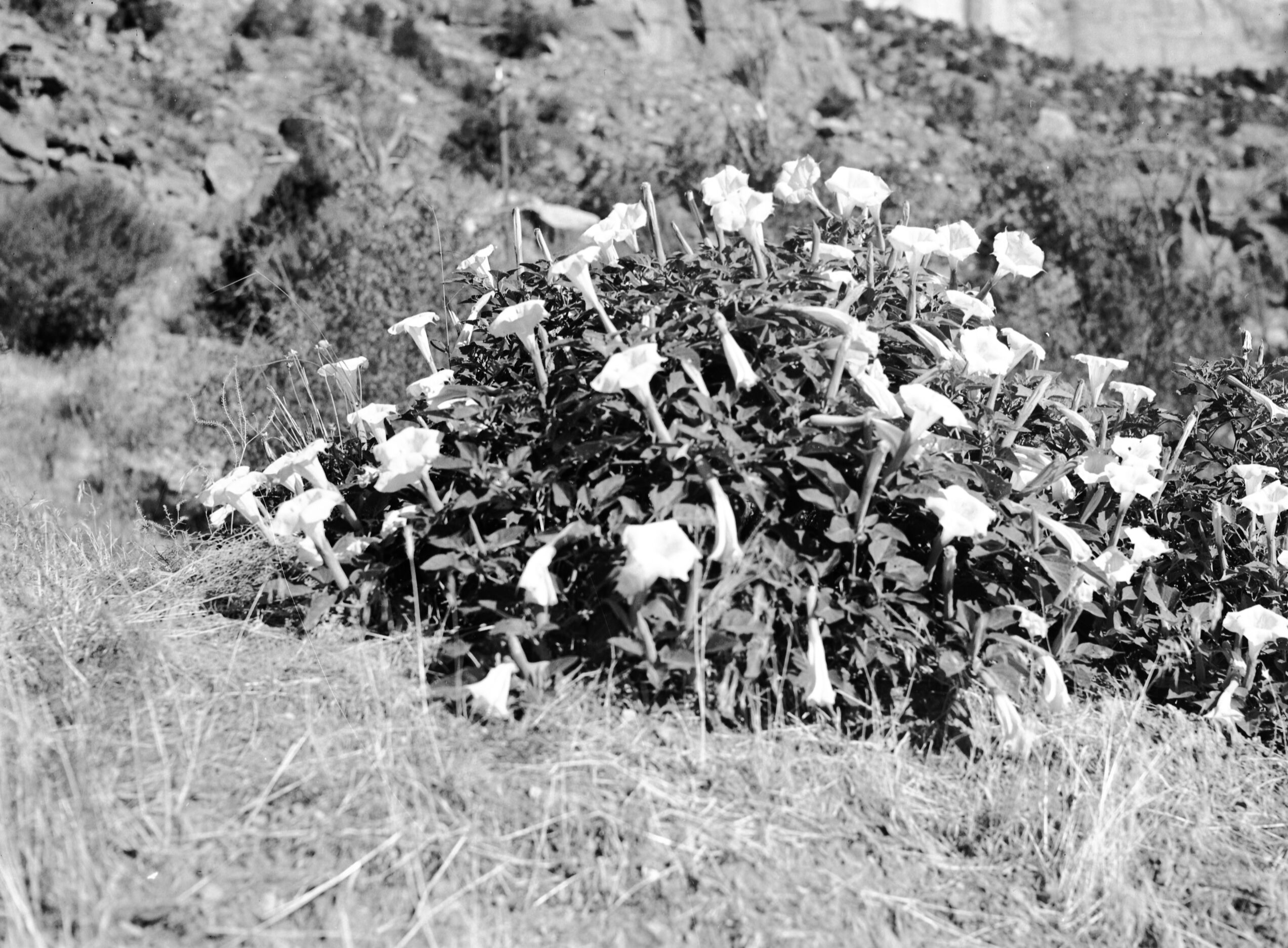 Sacred datura (flowers) in Zion National Park.