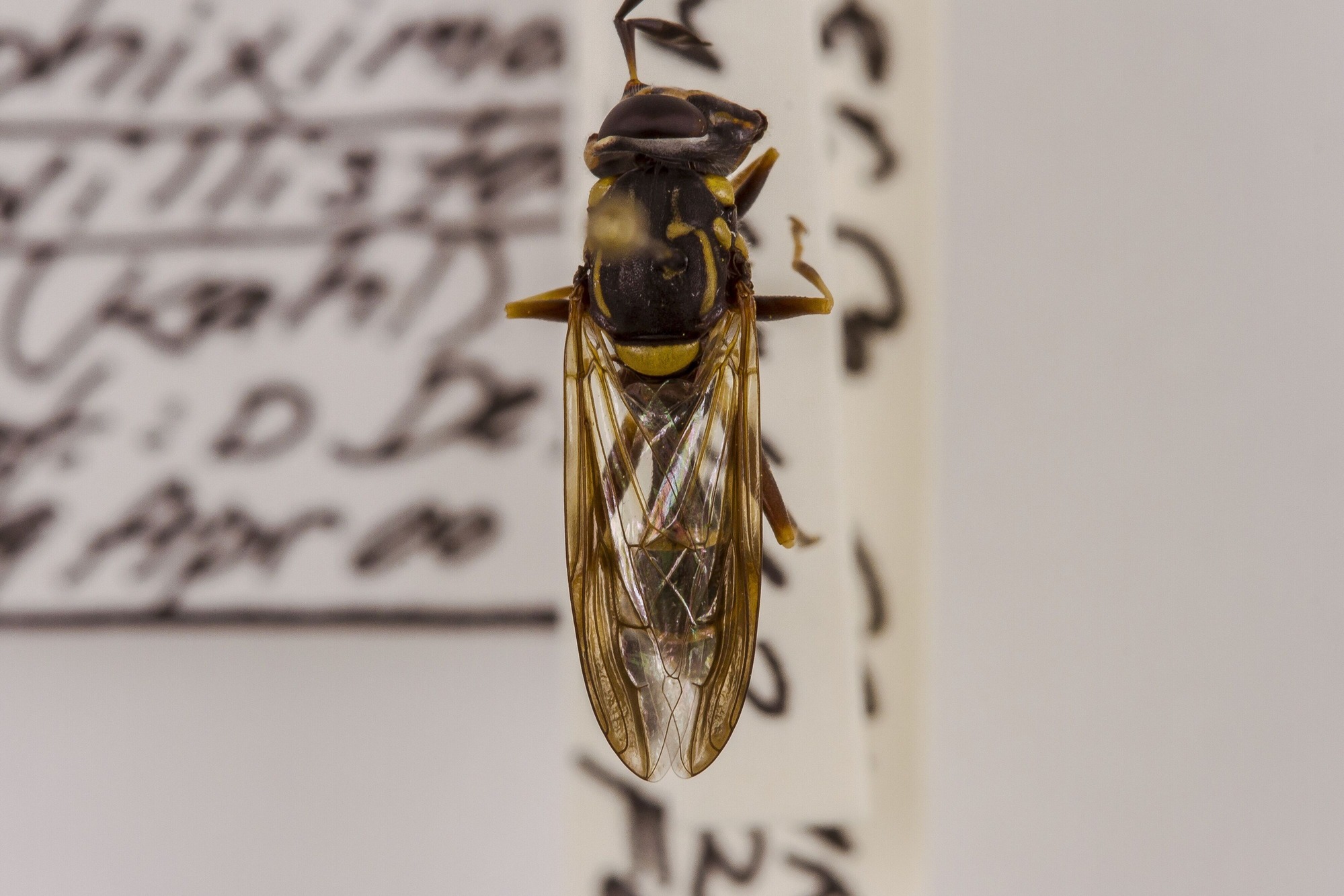 Image of Sphiximorpha willistoni, a species of Animalia