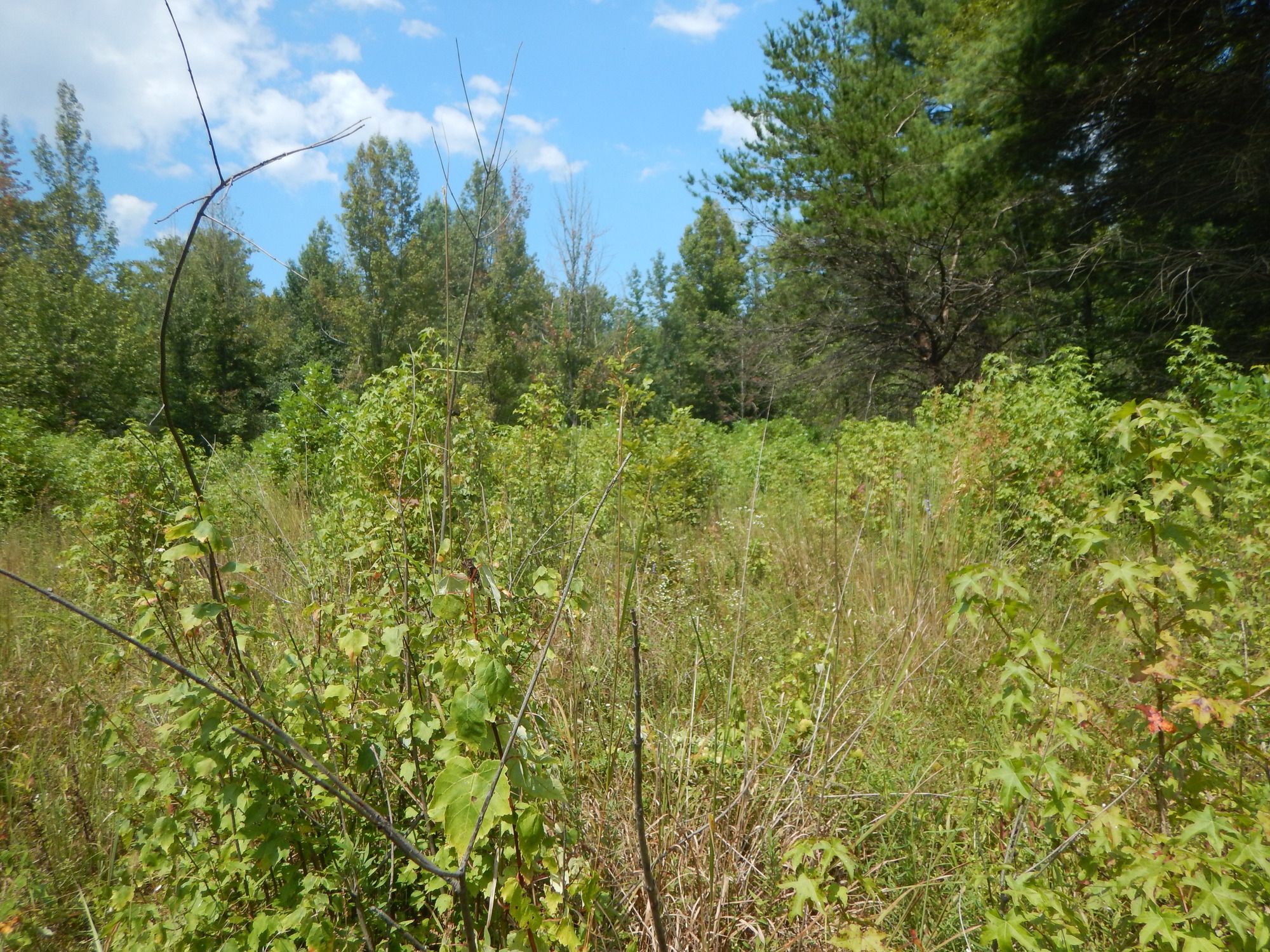 GRSM Accuracy Assessment. Plot Code: GRSM_AA_0719_2