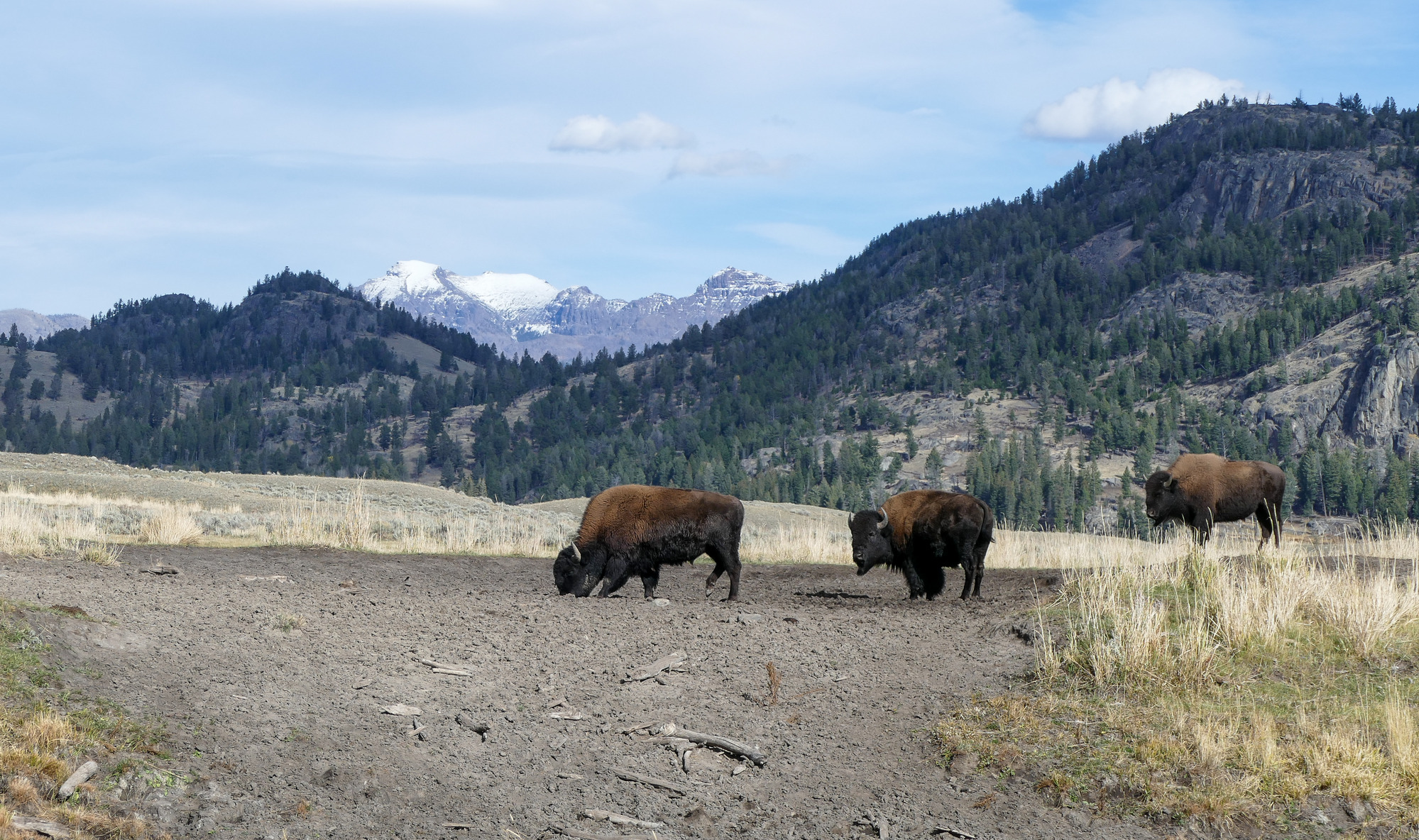 Bison graze in Lamar Valley with snow covered mountains in the background.