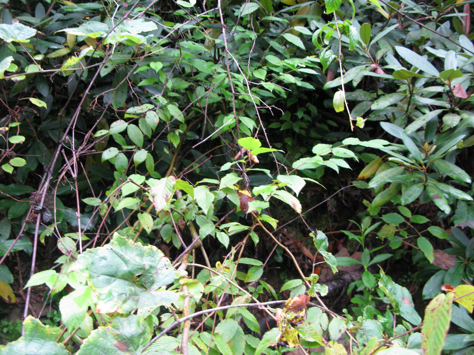 GRSM Accuracy Assessment. Plot Code: GRSM_AA_0147_4