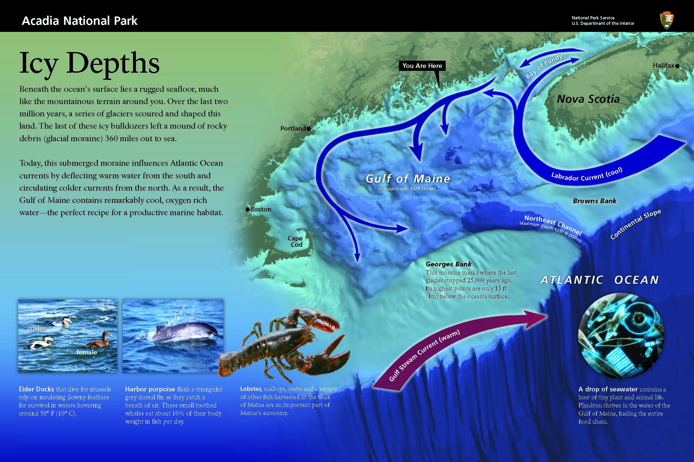 The sign's title appears over a relief map of the coastal waters stretching from Cape Cod to Nova Scotia. Shades of blue show depth ranging from light aqua in the shallows, to deep indigo along the continental slope's underwater cliffs.

An arrow points to a tiny peninsula along vast stretch of uneven coastline. "You Are Here." 

Introductory text reads: Beneath the ocean’s surface lies a rugged seafloor, much like the mountainous terrain around you. Over the last two million years, a series of glaciers scoured and shaped this land. The last of these icy bulldozers left a mound of rocky debris (called glacial moraine) 360 miles out to sea.