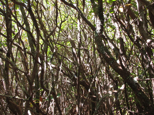 GRSM Accuracy Assessment. Plot Code: GRSM_AA_0312_5