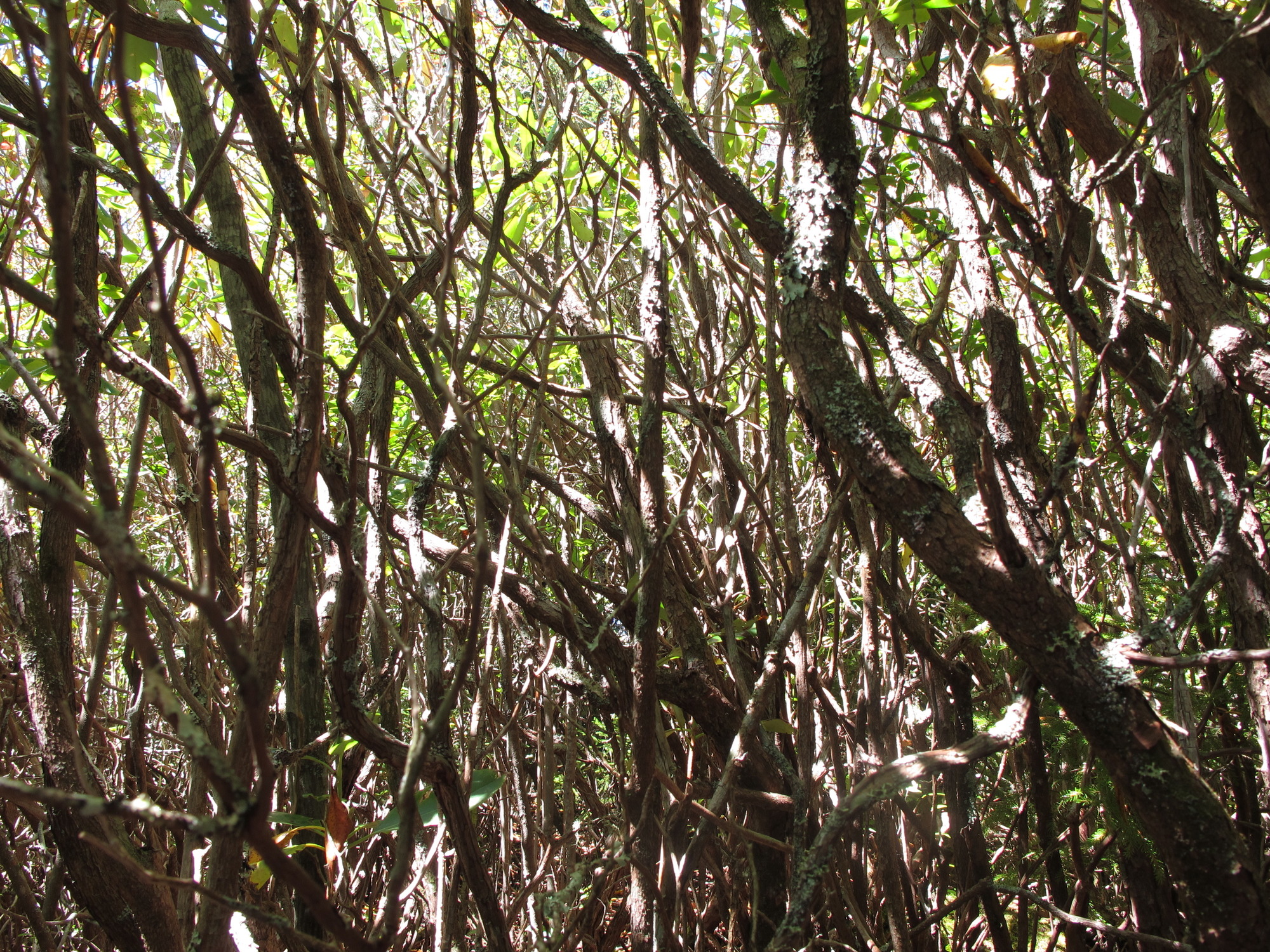 GRSM Accuracy Assessment. Plot Code: GRSM_AA_0312_5