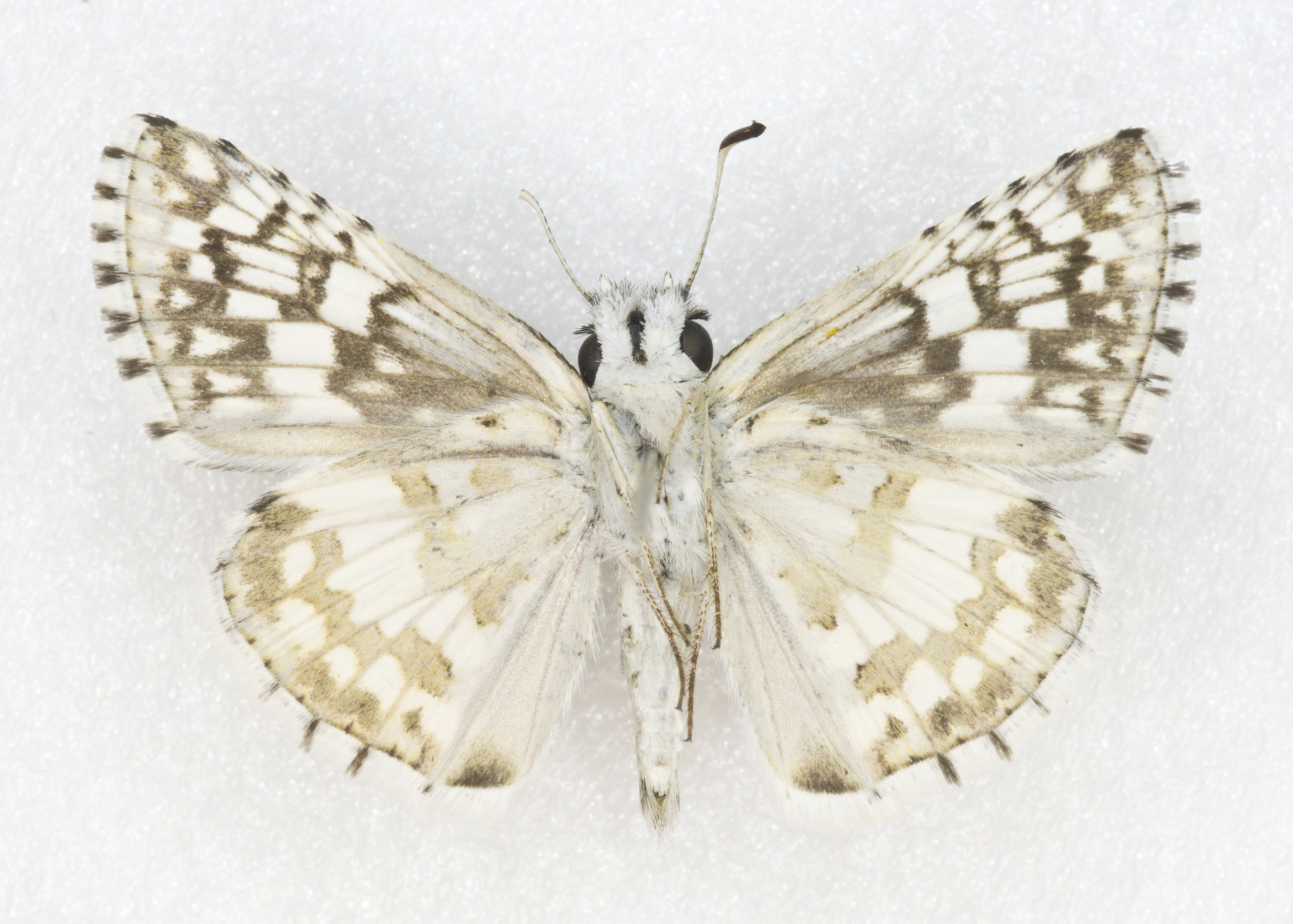 Grand Canyon Museum Collection
Address: 2 Albright Ave, Grand Canyon Village, AZ 86023
Phone: (928) 638-7769