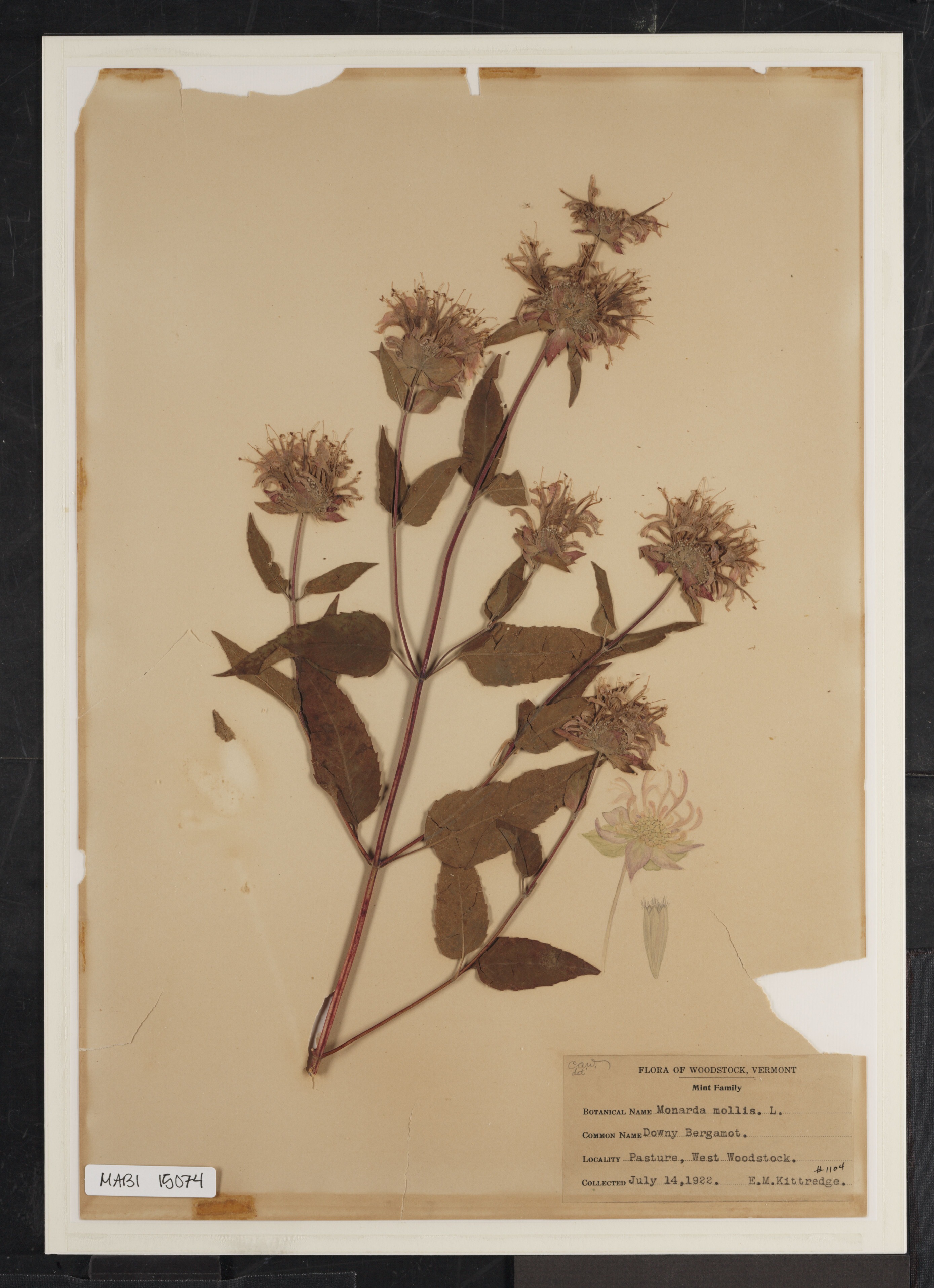 Preserved biological specimen on paper.