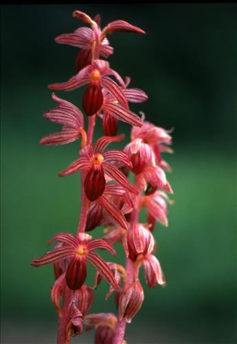Badlands Flowers: Red, Pink, Blue