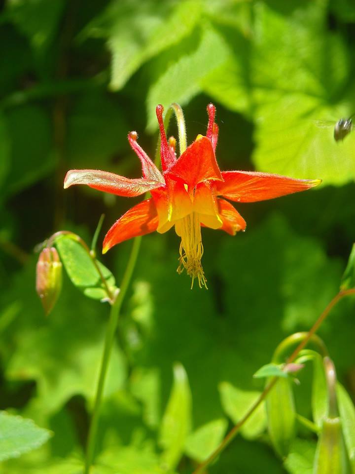 A flower with red petals forming a circular, crown-like shape, with a yellow center on a nodding stem. 
