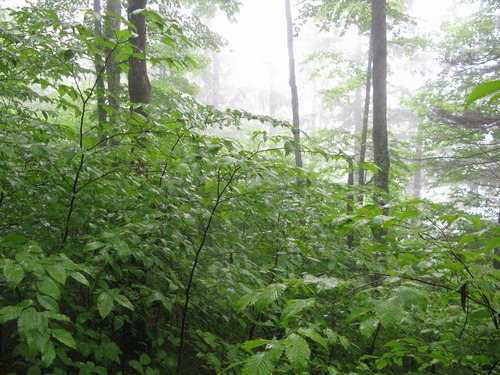 GRSM Accuracy Assessment. Plot Code: GRSM_AA_0103_4