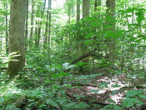 GRSM Accuracy Assessment. Plot Code: GRSM_AA_0293_3