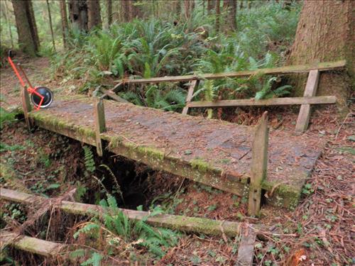 Skunk Cabbage Trail Bridges