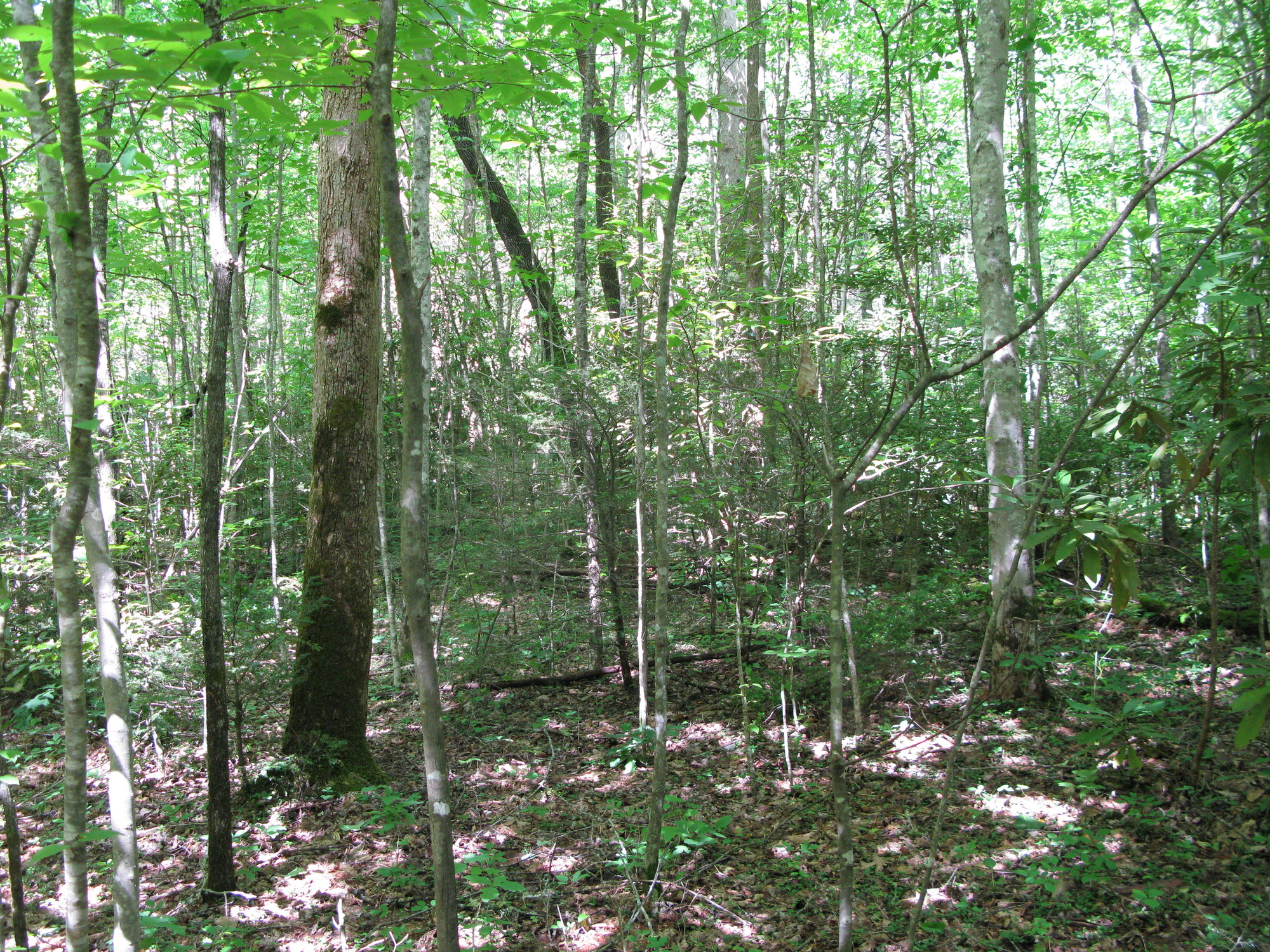 GRSM Accuracy Assessment. Plot Code: GRSM_AA_0949_6