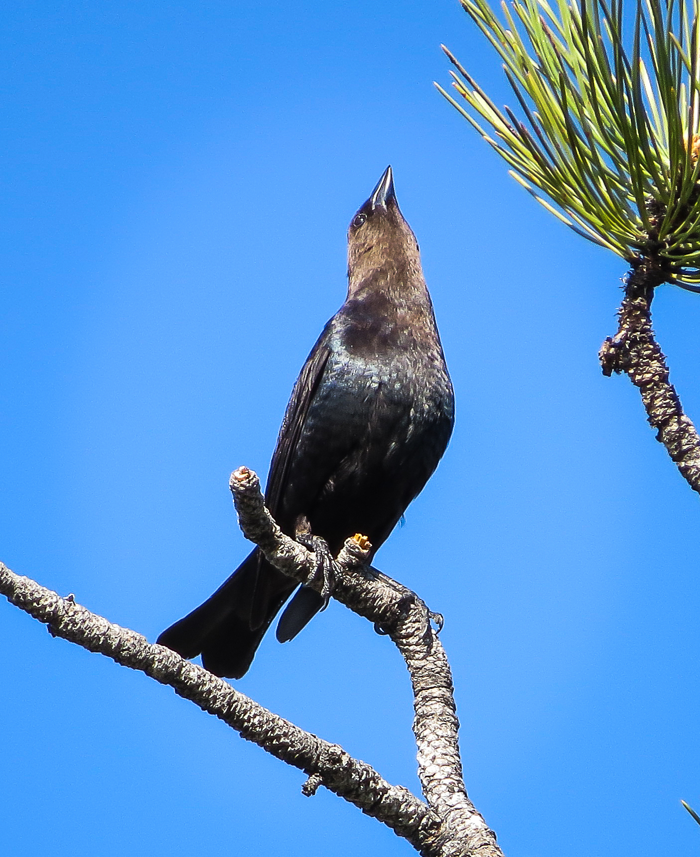 A Brown-headed Cowbird sits on a ponderosa pine branch with its beak pointed towards the sky.