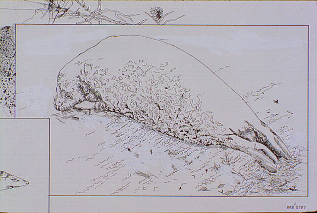 Detail of sub-surface view of Bilinas Lagoon: Harbor seal