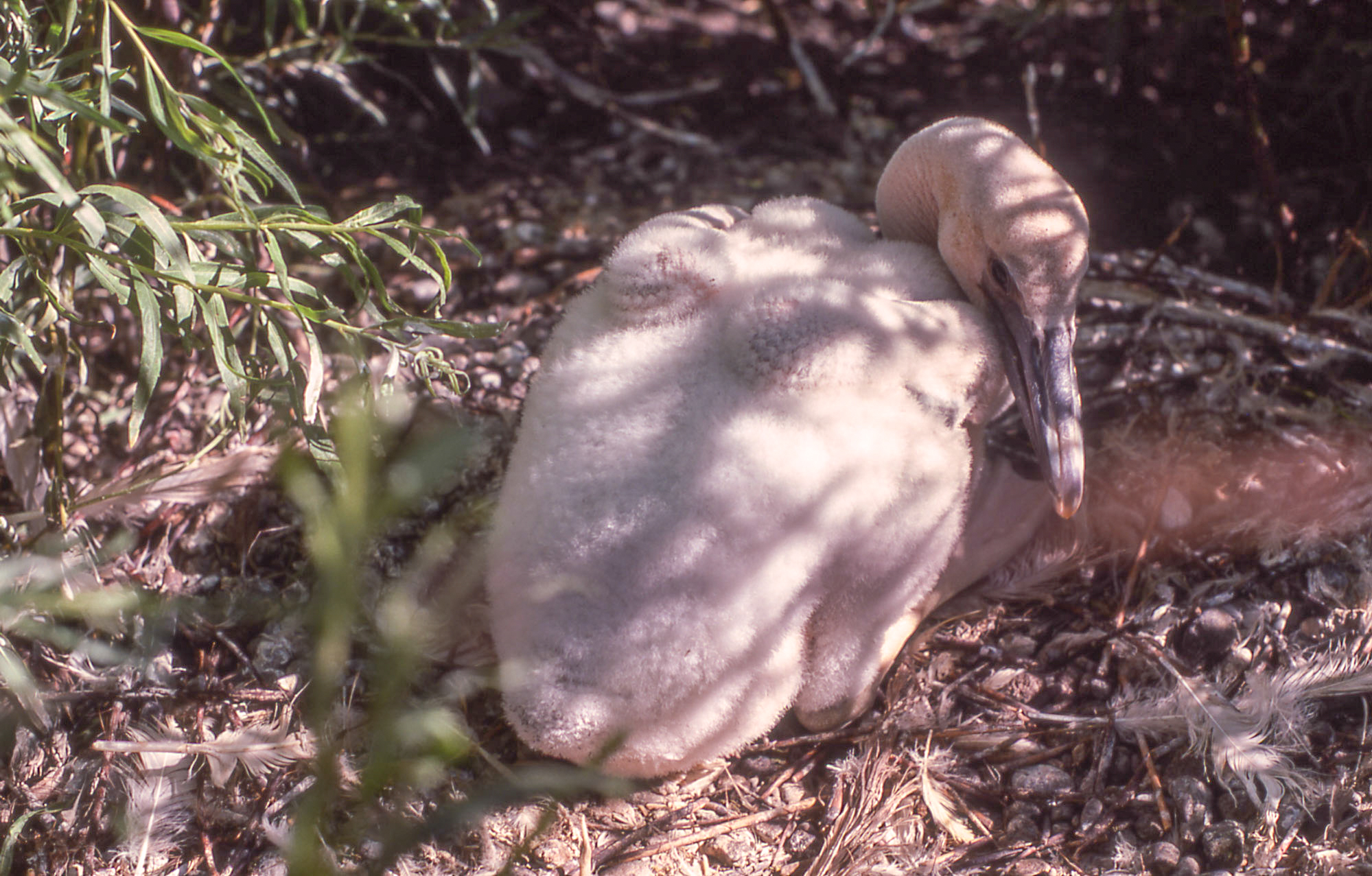 Young pelican on Molly Island