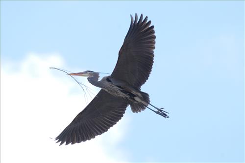 Great blue heron in Cuyahoga Valley National Park