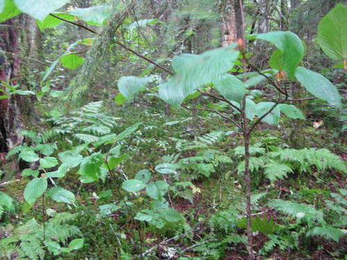 GRSM Accuracy Assessment. Plot Code: GRSM_AA_0157_5