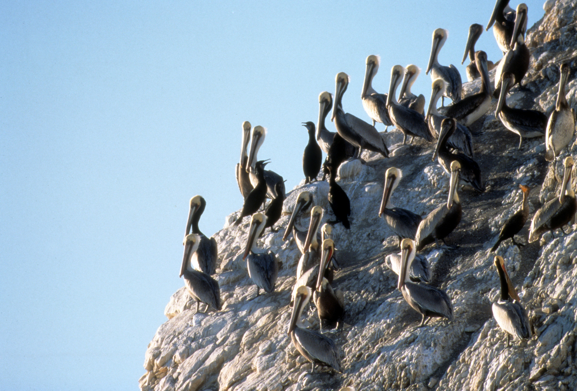 Brown Pelicans and Cormorants
