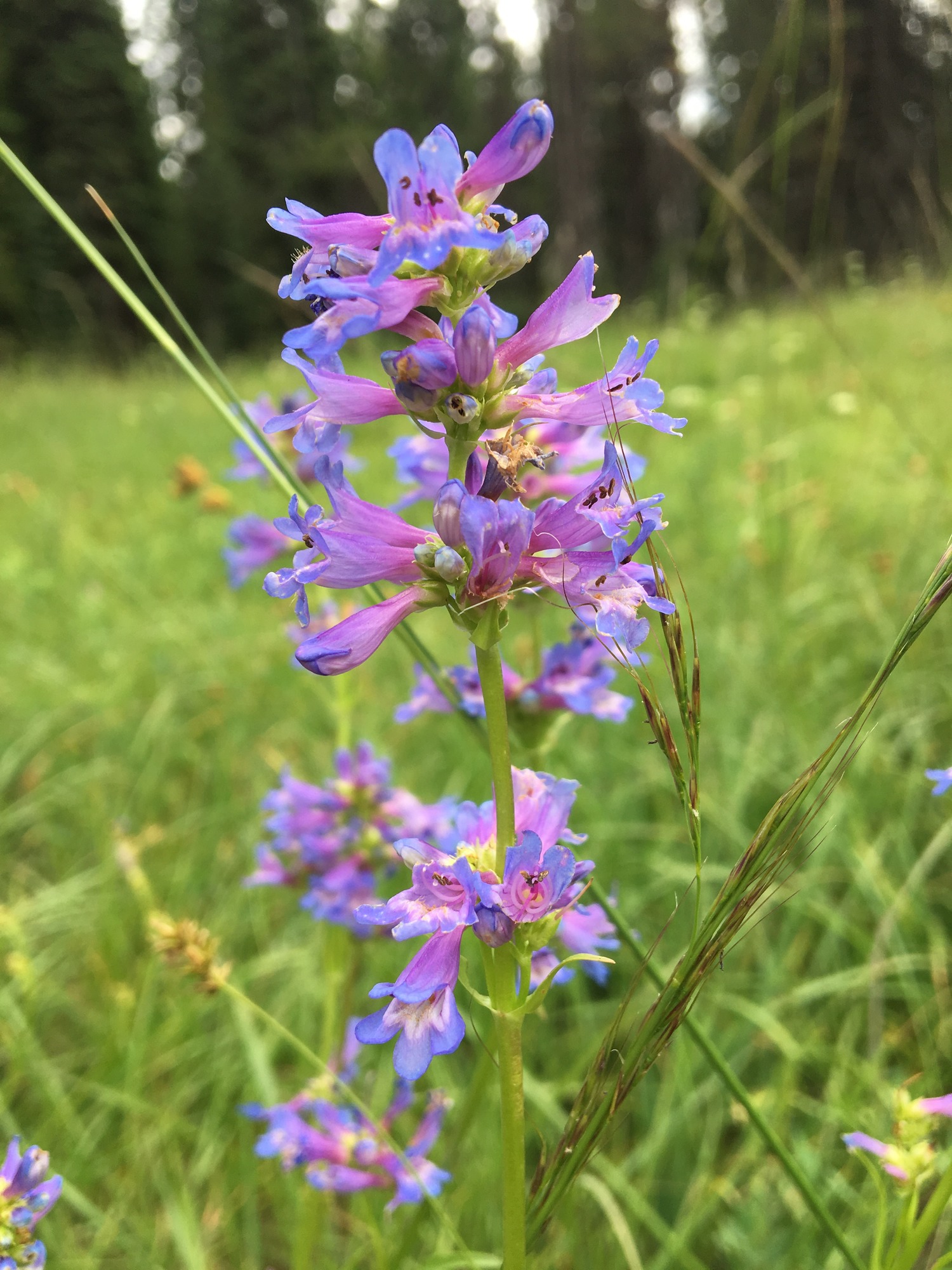 Rydberg's Penstemon (Penstemon rydbergii var. orecharis)