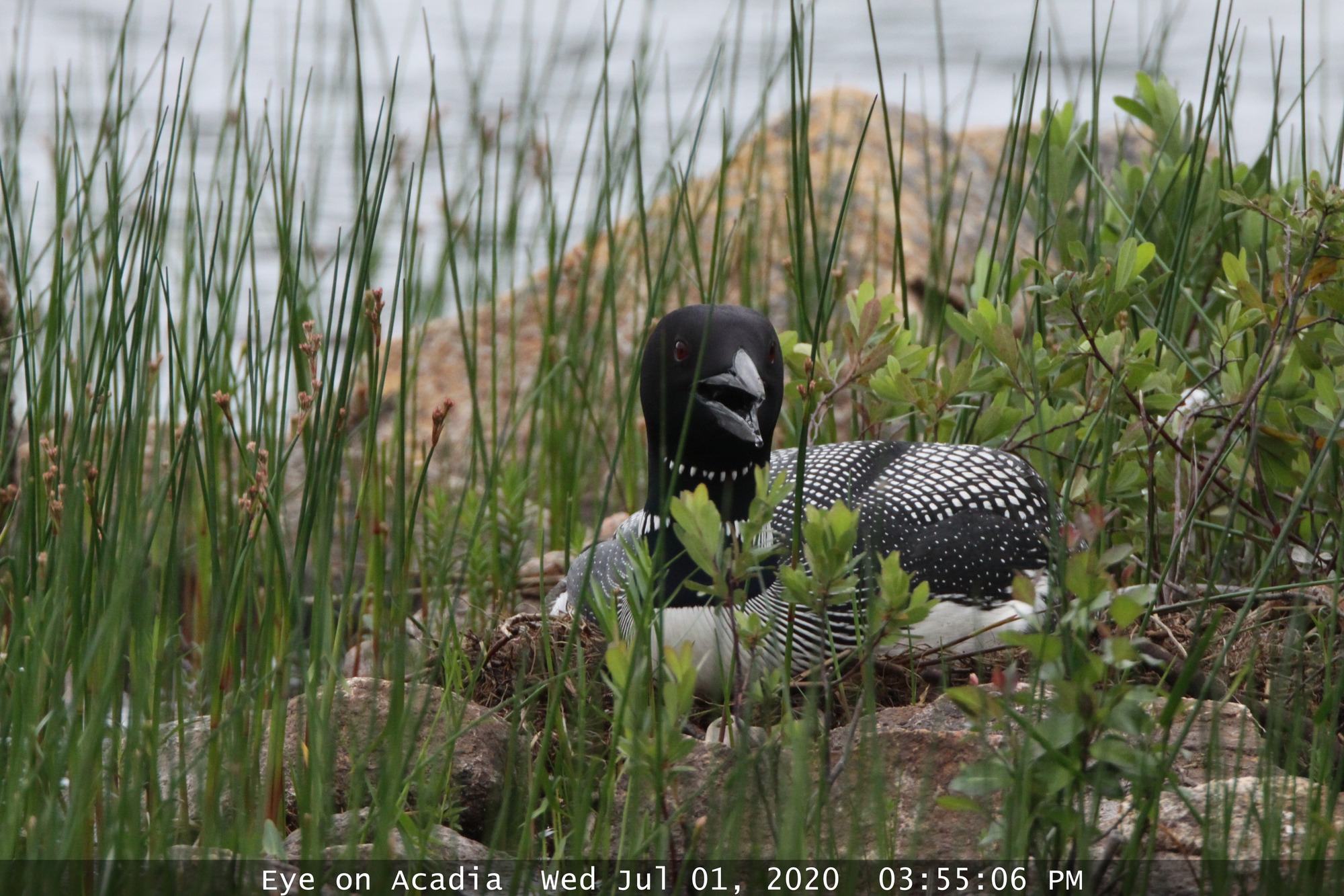 With blue lake waters churning in the background, a bird with a long bill, red eye and black and white markings huddles on a nest between low shrubbery, grass, and several pink, granite boulders