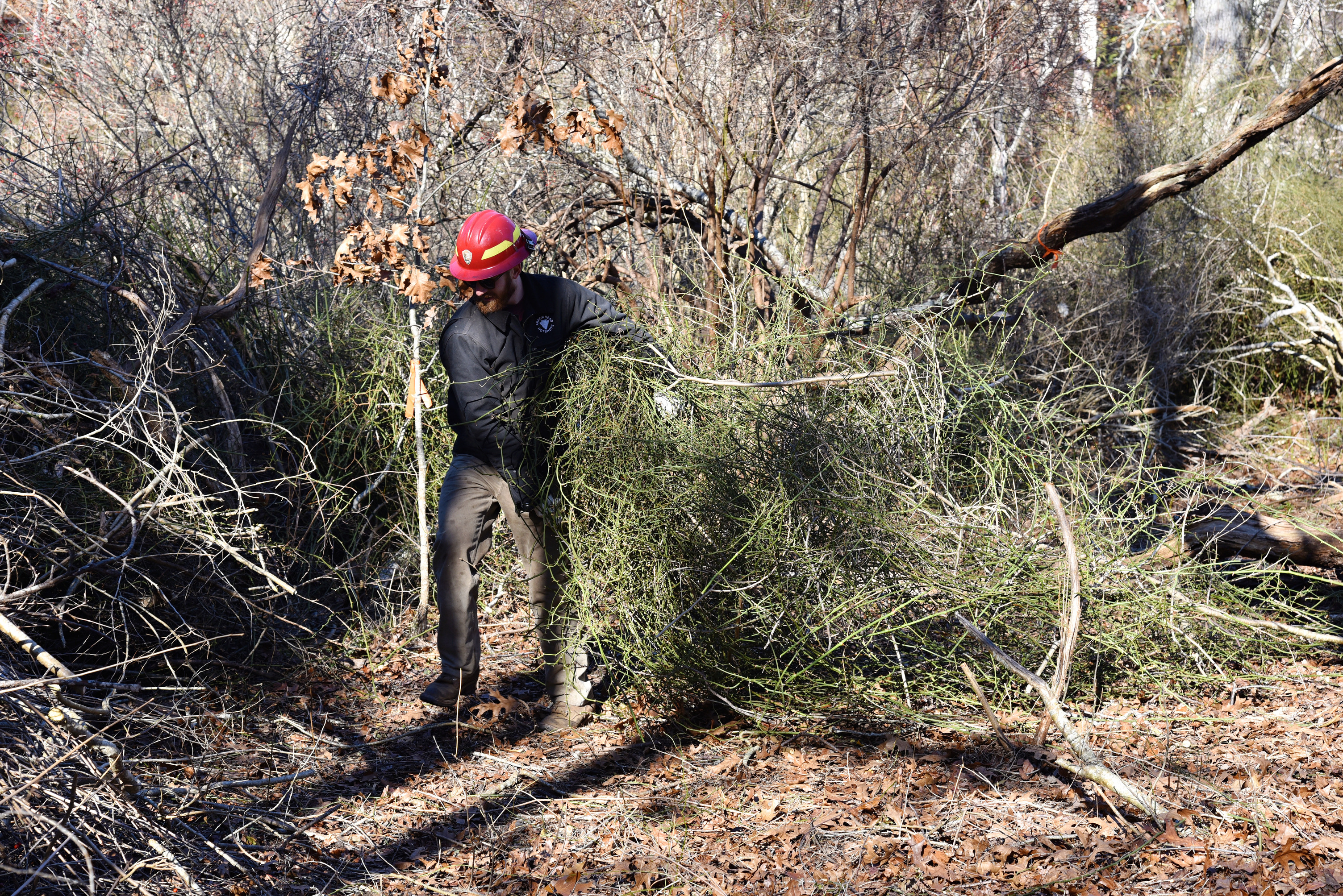 A person wearing personal protective equipment hauls a large tangle of vines to a pile of cut vegetation. 