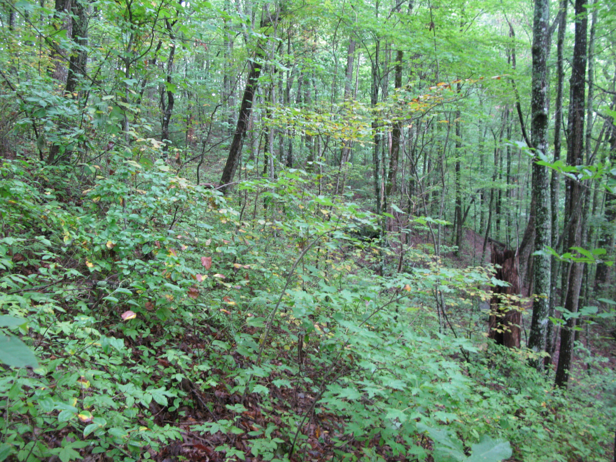 GRSM Accuracy Assessment. Plot Code: GRSM_AA_0227_4