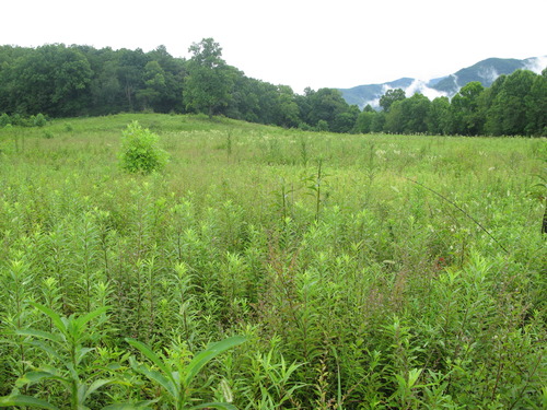 Plot Code: GRSM_AA_0465_3