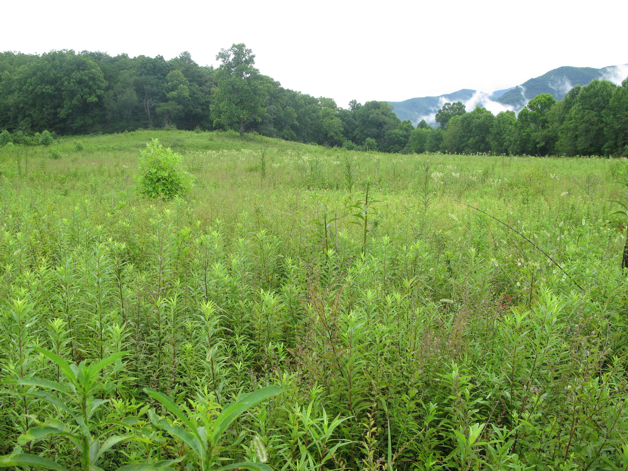 Plot Code: GRSM_AA_0465_3