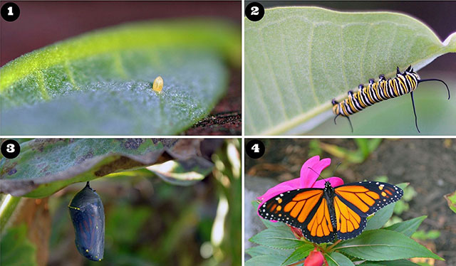A collage of 4 images showing (clockwise from left) 1 a tiny egg on the underside of a milkweed leaf; 2 a black, white, and yellow striped monarch caterpillar on a milkweed leaf; 3 a dark gray and slightly translucent monarch chrysalis dangles from a milkweed leaf; 4 an adult monarch butterfly sits with its black and orange wings pen on a pink flower. 