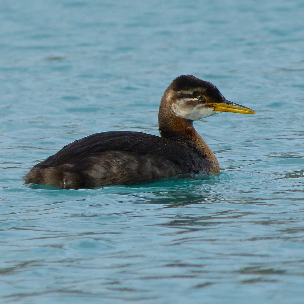 A juvenile red-necked grebe swims in a turquiose lake. 