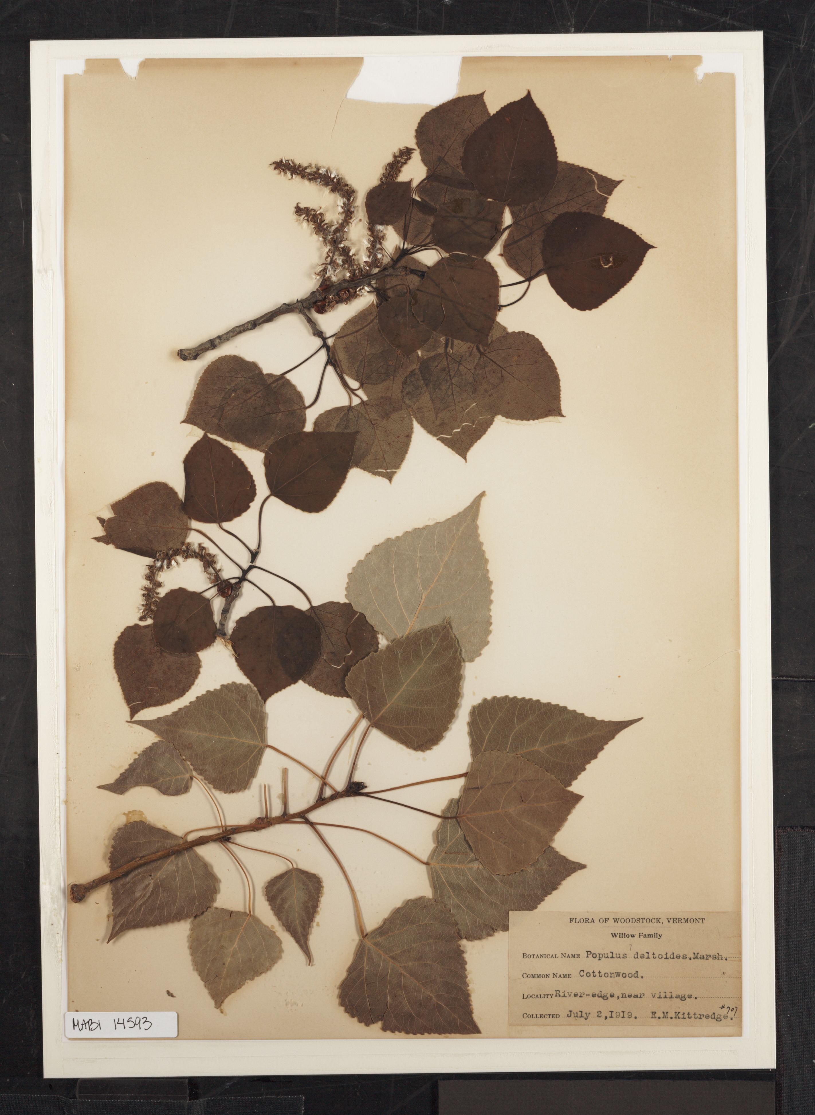 Preserved biological specimen on paper.