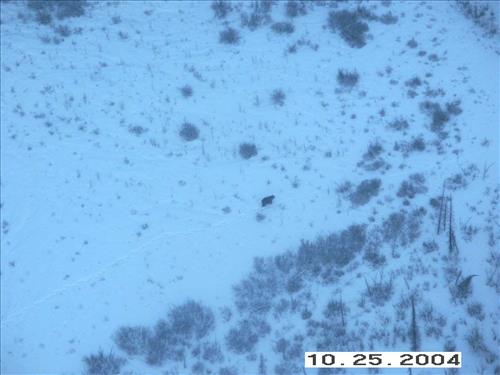 8 Gates of the Arctic National Park and Preserve Koyukuk Moose Survey 2004